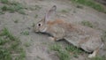 Timorous Grey cottontail Bunny on the ground