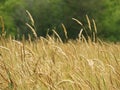 Timothy field grass crop grows in NYS summer sunshine Royalty Free Stock Photo