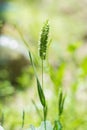 Timothy grass Royalty Free Stock Photo