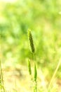 Timothy grass Royalty Free Stock Photo
