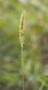 Timothy Grass Royalty Free Stock Photo