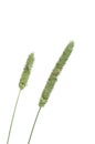 Timothy-grass