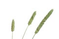 Timothy-grass Royalty Free Stock Photo