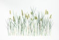 Timothy grass on white background