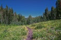 Timpanogos back hiking Salamander Flat Willow Hollow Snow Gauging Loop trail Uinta Wasatch Cache National Forest Utah Royalty Free Stock Photo