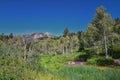 Timpanogos back hiking Salamander Flat Willow Hollow Snow Gauging Loop trail Uinta Wasatch Cache National Forest Utah Royalty Free Stock Photo