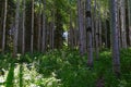 Timpanogos back hiking Salamander Flat Willow Hollow Snow Gauging Loop trail Uinta Wasatch Cache National Forest Utah Royalty Free Stock Photo