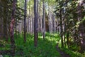 Timpanogos back hiking Salamander Flat Willow Hollow Snow Gauging Loop trail Uinta Wasatch Cache National Forest Utah Royalty Free Stock Photo