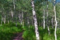 Timpanogos back hiking Salamander Flat Willow Hollow Snow Gauging Loop trail Uinta Wasatch Cache National Forest Utah Royalty Free Stock Photo