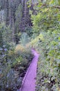 Timpanogos hiking trail views through trees in Uinta Wasatch Cache National Forest, around Utah Lake, in the Rocky Mountains in fa