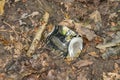 Tin beer or cider can left as rubbish waste litter