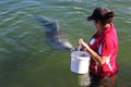 Local volunteer feeding Australian Humpback Dolphins Queensland Australia