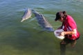 Local volunteer feeding Australian Humpback Dolphins Queensland Australia