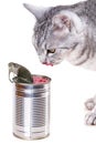 Tin cat