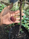 Tin or fig,ficus carica