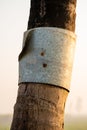 Tin or metal band applied on the coconut trunck to avoid climbing of rodents to the crown of coconut tree which feed and damages