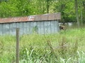Tin shed by bayou bank in overgrown grass
