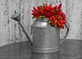 Tin waterer and hot peppers Royalty Free Stock Photo
