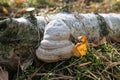 Tinder fungus on a birch tree trunk. Royalty Free Stock Photo