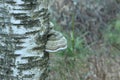 Tinder fungus Fomes fomentarius on a birch Royalty Free Stock Photo