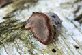 tinder fungus, Fomes fomentarius on birch tree closeup selective focus Royalty Free Stock Photo