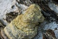 tinder fungus, Fomes fomentarius on birch tree closeup selective focus Royalty Free Stock Photo