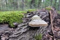 Tinder fungus Fomes fomentarius on dead tree trunk