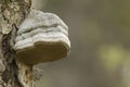 The tinder fungus, Fomes fomentarius Royalty Free Stock Photo
