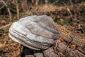 Tinder fungus growing on a fallen tree Royalty Free Stock Photo