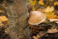 Tinder fungus grows on birch on autumn