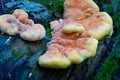A tinder fungus grows on a fallen tree trunk. Yellow beautiful tinder fungus on a tree trunk in the forest. In summer, a Royalty Free Stock Photo