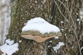 Tinder fungus or hoof fungus Fomes fomentarius grows on birch wood. Inedible mushroom, tree parasite. Royalty Free Stock Photo
