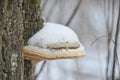 Tinder fungus or hoof fungus Fomes fomentarius grows on birch wood. Inedible mushroom, tree parasite. Royalty Free Stock Photo