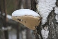 Tinder fungus or hoof fungus Fomes fomentarius grows on birch wood. Inedible mushroom, tree parasite. Royalty Free Stock Photo