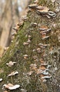Tinder fungus macro