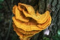Tinder fungus sulfur-yellow or Laetiporus sulphureus - fungus-tinder fungi family Polyporaceae growing on trees Royalty Free Stock Photo