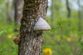The tinder fungus & x28;fomes fomentarius& x29; on mossy oak. Royalty Free Stock Photo