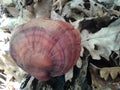 Tinder lacquered & x28;Ganoderma lucidum& x29;: the mushroom of immortality