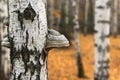 Tinder mushroom on birch