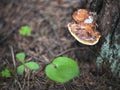 Tinder mushroom on a birch tree trunk on a blurred background of leaves and grass Royalty Free Stock Photo