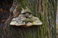 Tinder mushroom in the dark forest, long-term fungus firmly settled on the tree Royalty Free Stock Photo