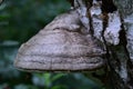 Tinder mushroom on a white birch in the forest, long-term fungus firmly settled on the tree Royalty Free Stock Photo