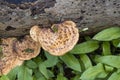 Tinder mushrooms, populating sick and rotten trees in nature, forest attendants.