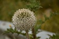 Tinder thistle (echinops ritro) flowers. Royalty Free Stock Photo