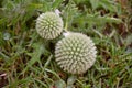 Tinder thistle (echinops ritro). Royalty Free Stock Photo