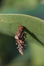 Tinea pellionella, a case-bearing moth Royalty Free Stock Photo