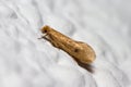 Tinea pellionella moth posed on a white wall