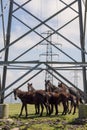 Pico Gallo, Tineo, Asturias, Spain. Herd of wild ponies called `Asturcones` resting beside huge electric posts and looking at came