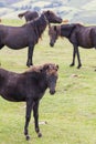 Wild mountain ponies called `asturcones` grazing in a green meadow.