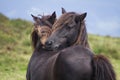 Wild mountain ponies called `asturcones` grooming in a meadow.